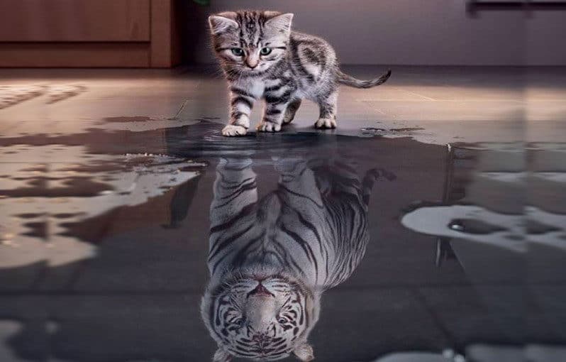 alignthoughts-believe-in-yourself-cat-siberian-tiger