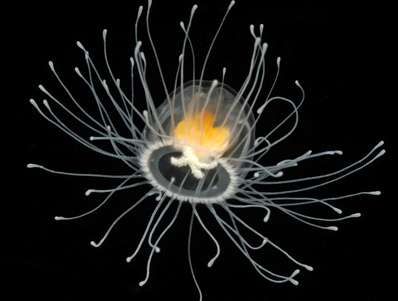 alignthoughts-Immortal-Jelly-Fish-Turritopsis nutricula