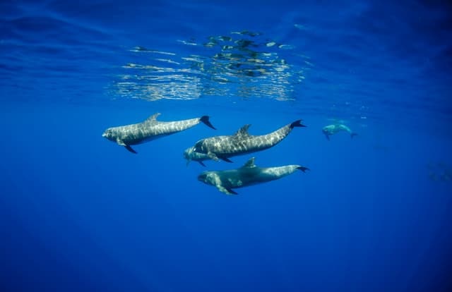 bowhead-whale-can-live-upto-200-years-alignthoughts