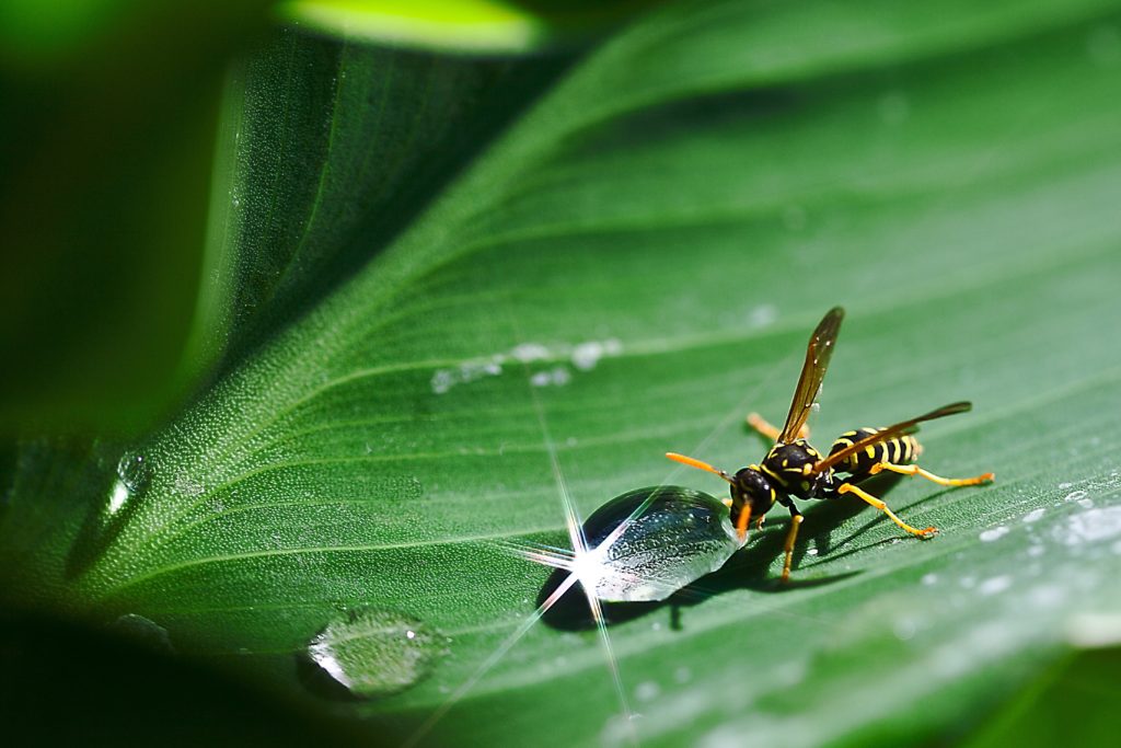 small-action-count-alignthougths-drop-of-water-osa-water-leaf