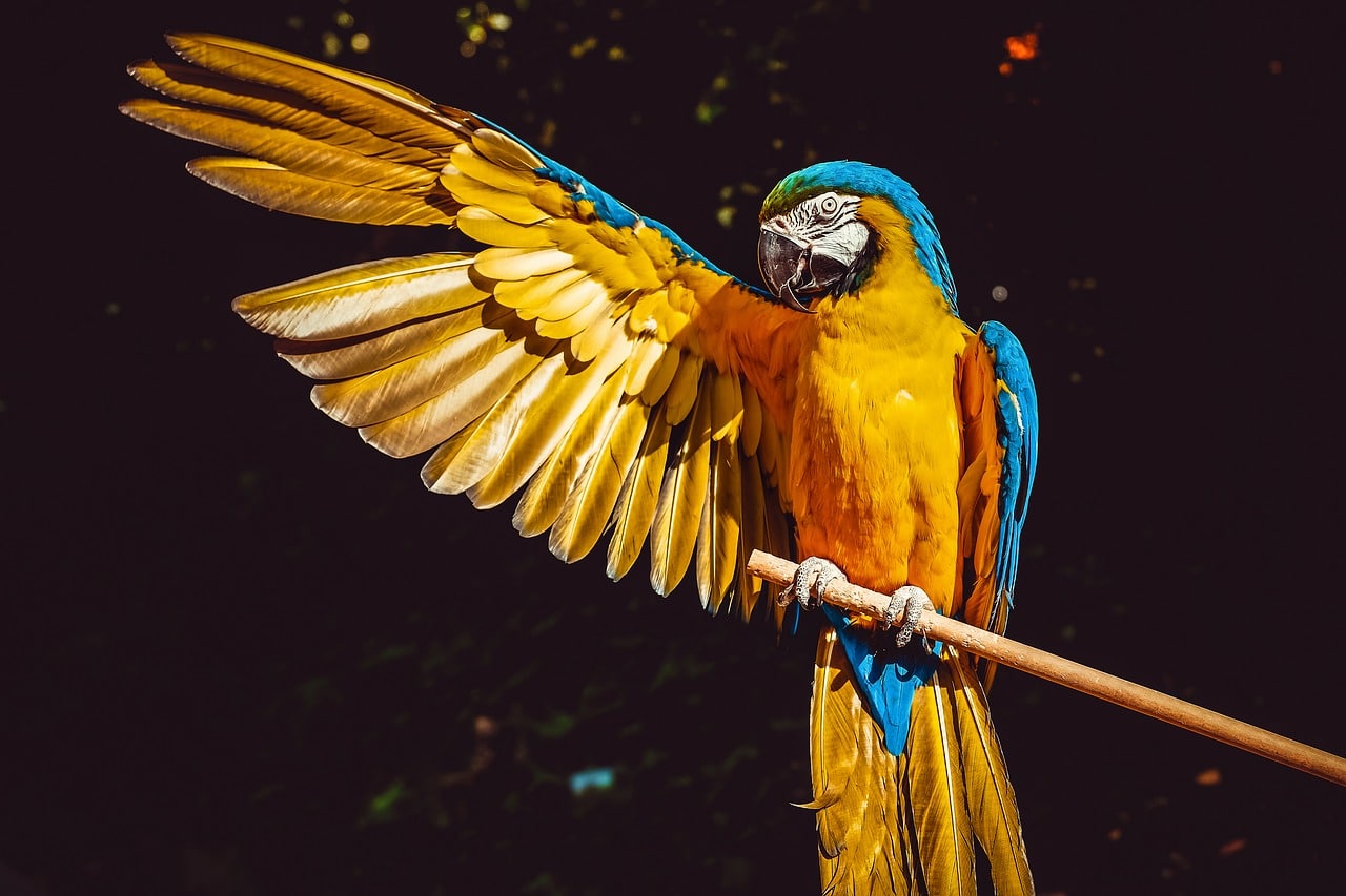 intelligent birds-macaw-and-african grey parrot