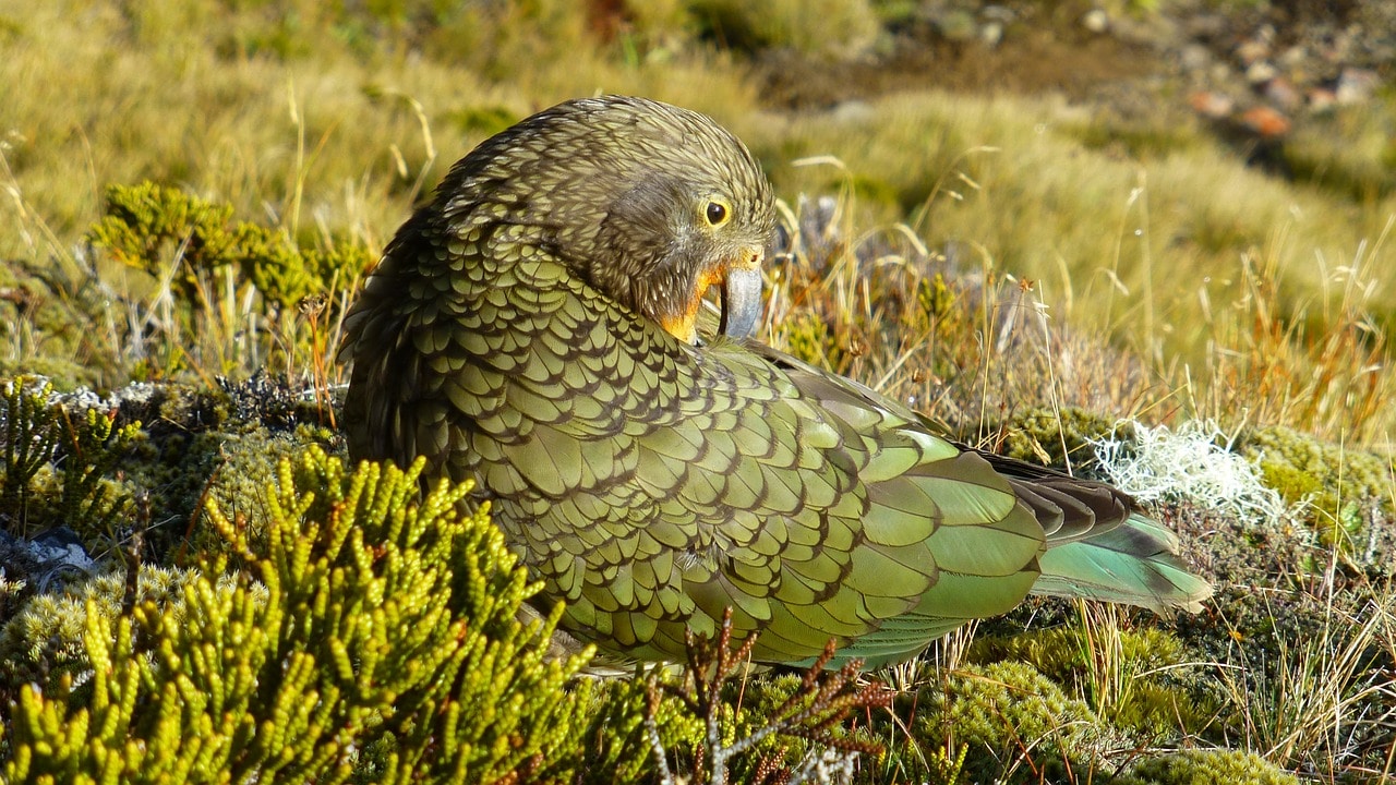 intelligent-birds-species-kea-in-new-zealand