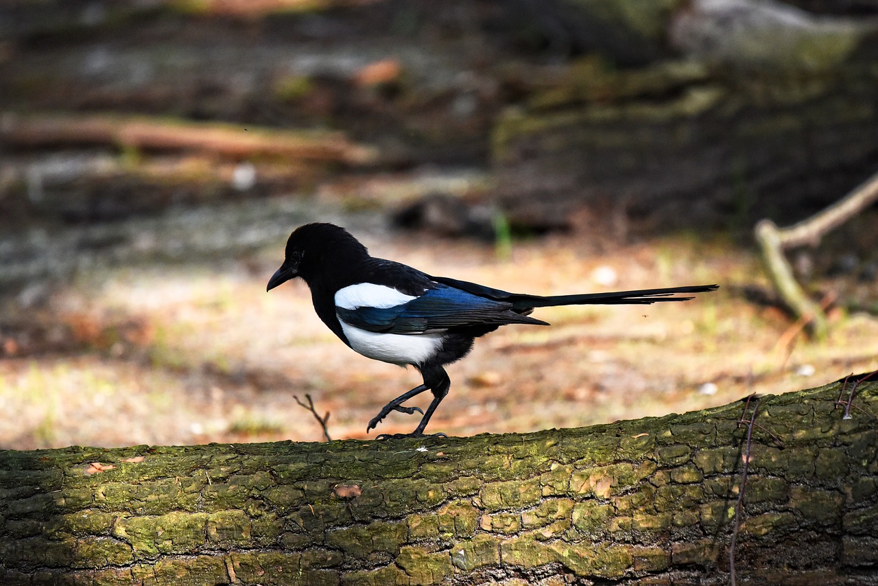 the-smartest-birds-of-the-world-magpie