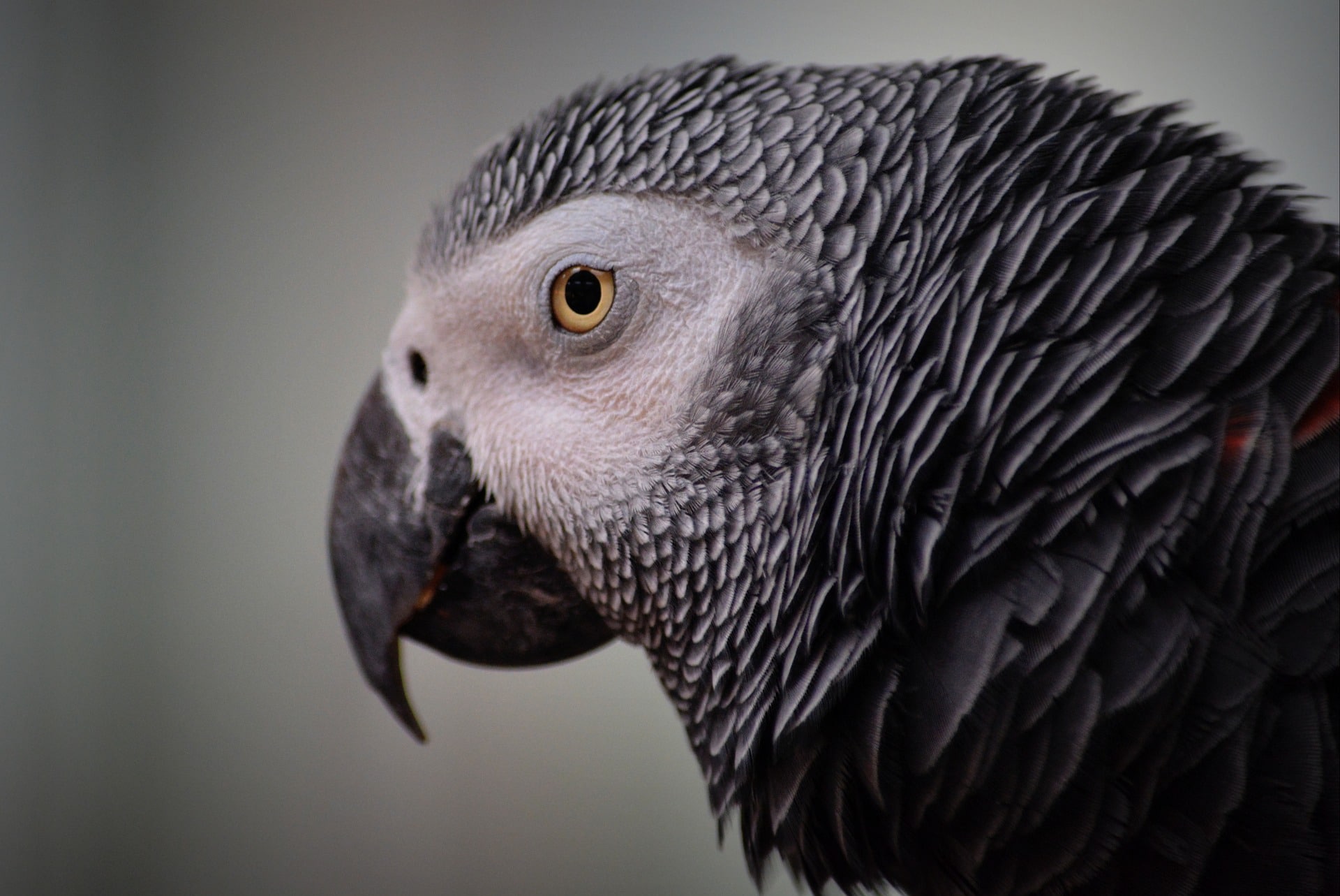 the-smartest-birds-of-the-world-grey-parrot