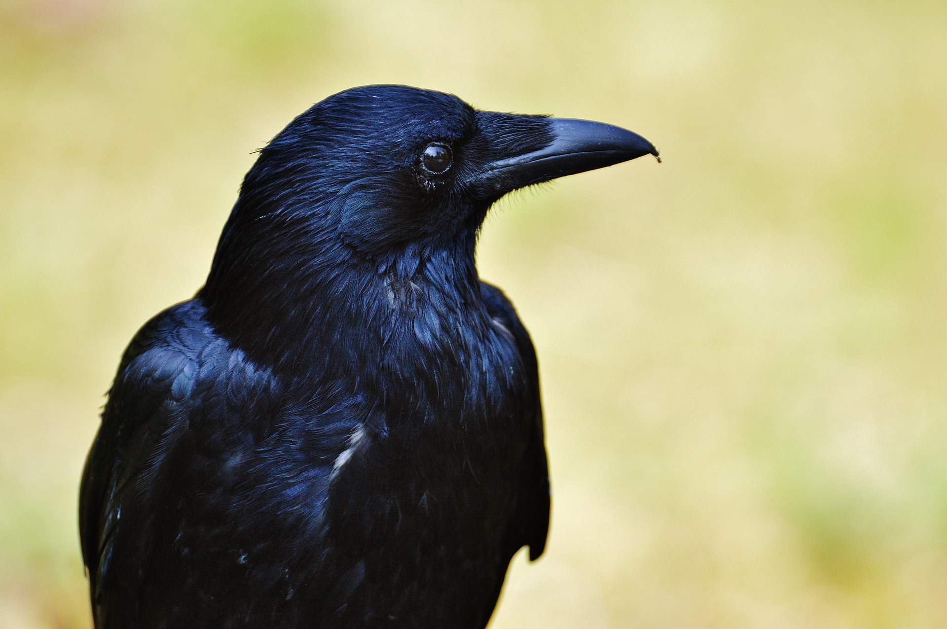 the-smartest-birds-of-the-world-raven intelligence